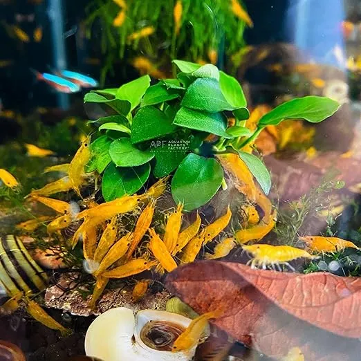 Anubias Petite On Driftwood | Aquarium Plants Factory