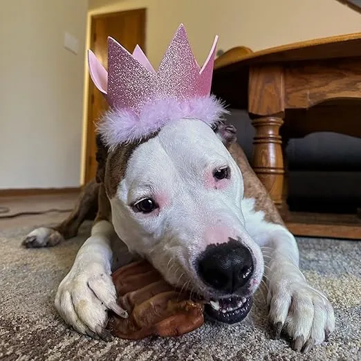 Huxley & Kent Pet Party Crown | Pink (Small) | Crown for Dogs and Cats | Adjustable Strap for Comfort and Stability | Perfect for Birthday Party, Adoption Celebration or Gotcha Day Photos