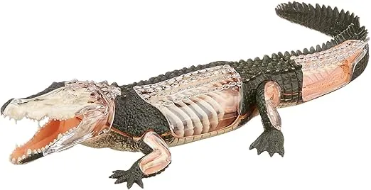 Famemaster 4D Vision Crocodile Anatomy Model