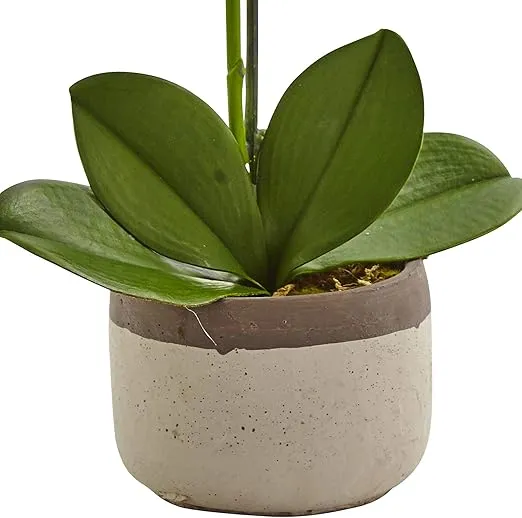 Nearly Natural Phalaenopsis Orchid in Ceramic Pot