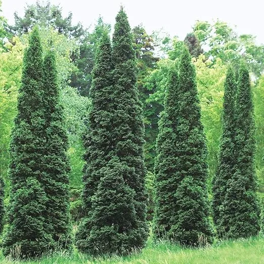 Emerald Green Arborvitae Evergreen Starter Hedge Kit, 10 Container Grown Plants, Each Plant is 12 to 18 inches Tall - Due to restrictions, Can't Ship to AZ, CA, ID, MT, NV, OR, UT, or WA
