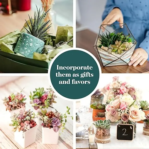 Shop Succulents Assorted Succulent Plant Pack Collection - Live Mini Succulent Plants, Low Maintenance, Mixture of Colors & Textures - Wedding and Party Favors, Gift & Garden, Pack of 64