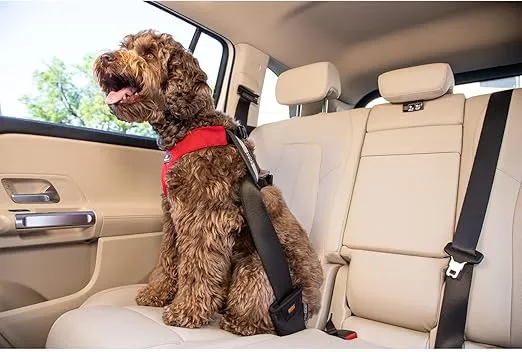 Sleepypod Clickit Sport Bundle Edition - Safest Dog Travel Harness (Small, Olive Green)