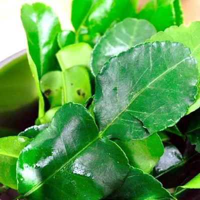 8 Oz. (1/2 Lb). Thai Fresh Kaffir Lime Leaves-grown Organically, Natural with No Pesticides