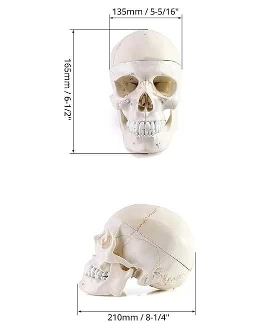 QWORK Human Skull and Brain Anatomy Model, 11 Parts, Life Size, Numbered, Anatomically Accurate, for Science Medical Teaching Learning