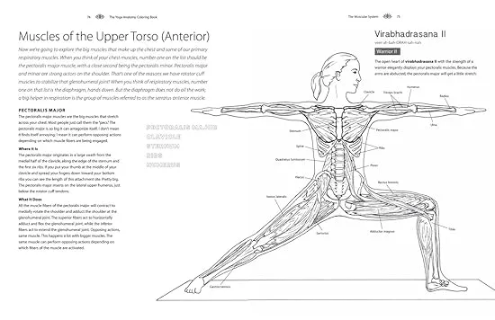 Yoga Anatomy Coloring Book: A Visual Guide to Form, Function, and Movement - An Educational Anatomy Coloring Book for Medical Students, Yoga ... & Adults (Volume 1) (Anatomy Coloring Books)