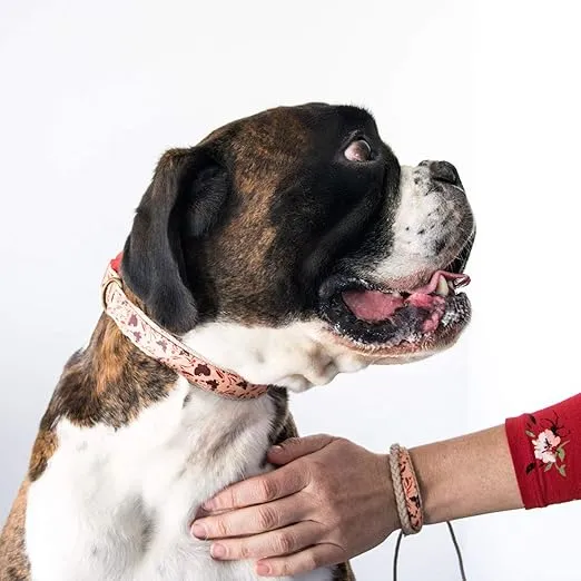 Pettsie Matching Dog Collar and Owner Friendship Bracelet, Adjustable Size Small and Medium, Durable, Pet-Friendly Hemp with Fancy Pattern, Comfortable, Strong, Carton Box, M, Red