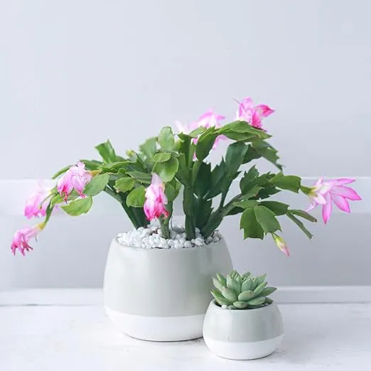 Live Cactus Plants, Fully Rooted 2-inch Cactus Succulent Plants, Rare Varieties for Gift or Home Decoration (Random Color Christmas Cactus Thanksgiving Cactus)