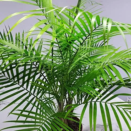 Majesty Palm - Live Palm Tree Plant - Tropical Plants of Florida - Overall Height 34" to 38" (Plant Only)
