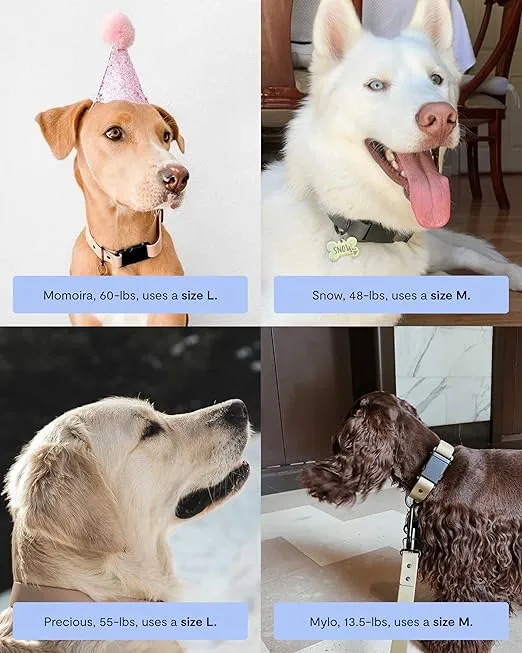 FABLE Signature Collar - Lightweight, Waterproof, & Durable Dog Collar - Coated Webbing Collar with Aluminum Buckle - Easy On/Off & Re-Sizing - Easy to Clean - Light Blue - Medium
