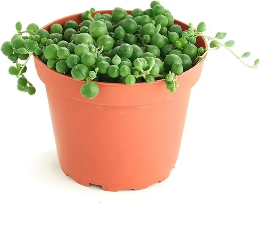 Shop Succulents String of Pearls Hanging Succulent, Senecio Rowleyanus, Fully Rooted Live 4" Succulent Plant, Low Maintenance Indoor Plant, Hardy Succulents, Trailing Succulents, Gift & Garden