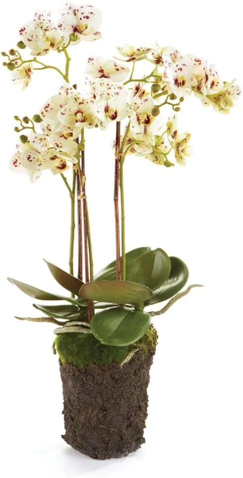 Conservatory PHALAENOPSIS Orchid Drop-in 20-INCH