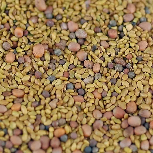 Handy Pantry 3 Part Salad Sprout Seed Mix - 2.5 Lbs Organic Sprouting Seeds: Radish, Broccoli & Alfalfa: Cooking, Food Storage or Salad Sprouts