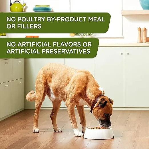 Rachael Ray Nutrish Zero Grain Wet Dog Food, Chicken Recipe, 13 Ounce Can (Pack of 12)