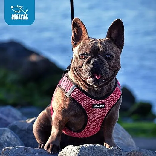 Voyager Step-in Air Dog Harness - All Weather Mesh, Reflective, No Pull Harness for Small, Medium Dogs, Cats - Secure with Hook & Loop Fastener, Buckle, Double D-Rings - Fuchsia 2-Tone, S