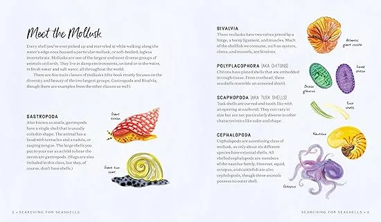 Searching for Seashells: An Artist's Guide to Treasures on the Beach