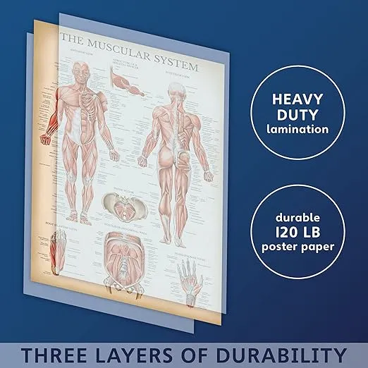 Palace Learning Vintage Muscular System Anatomical Chart - Human Muscle Anatomy Poster (LAMINATED, 18" x 24")
