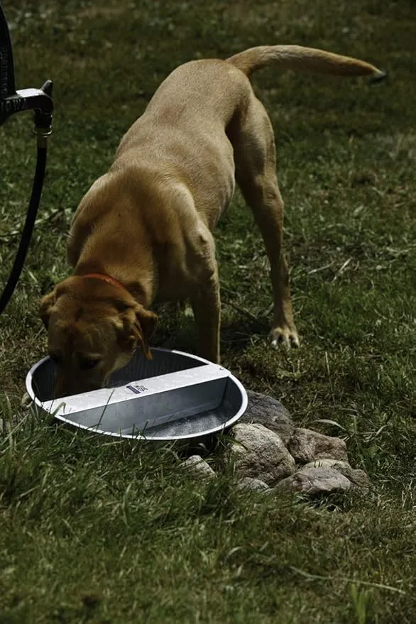 LITTLE GIANT Automatic Pet Waterer - Pet Lodge - Steel Ever Full Pet Bowl, 13 Quart (Item No. PW13)