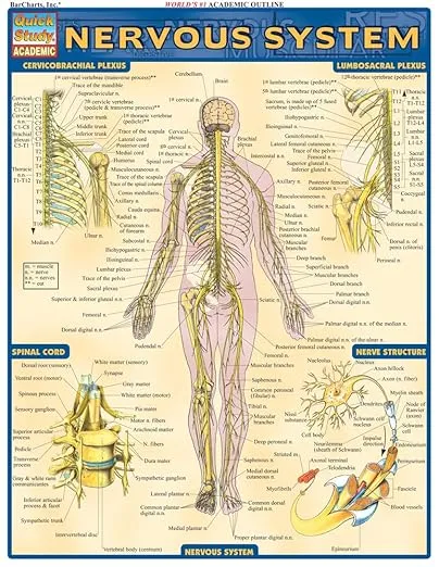 Nervous System (Quick Study Academic)