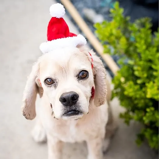 Huxley & Kent Pet Hat | Santa (Small) | Festive Christmas Holiday Accessory for Dogs/Cats | Holiday Pet Hat | SnugFit Sliding Toggles for Best Fit