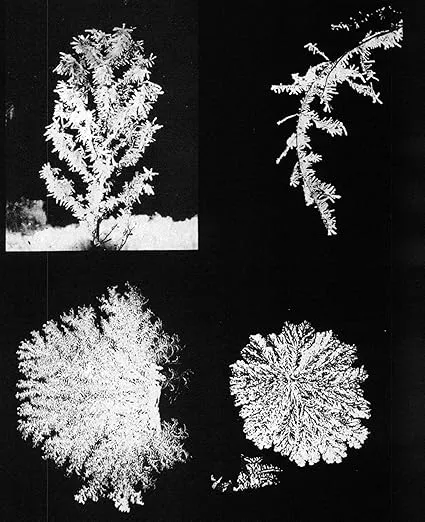 Snow Crystals (Dover Pictorial Archive)