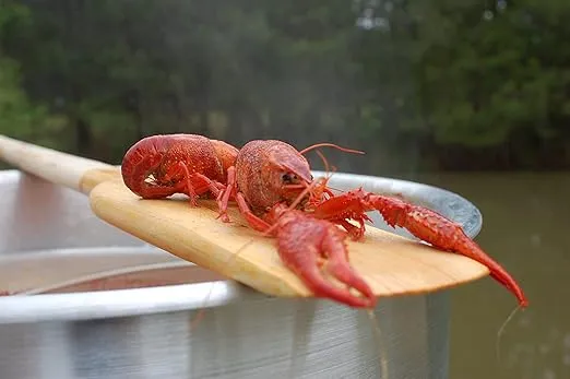 Bayou Classic 1042 42-in Stainless Stir Paddle Perfect for Crawfish and Seafood Boils Durable 42-in Stainless Handle 4-in Wide Perforated Paddle