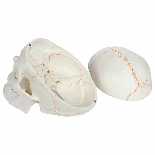 Wellden Medical Anatomical Human Skull Model, 3-Part, Numbered, Life Size