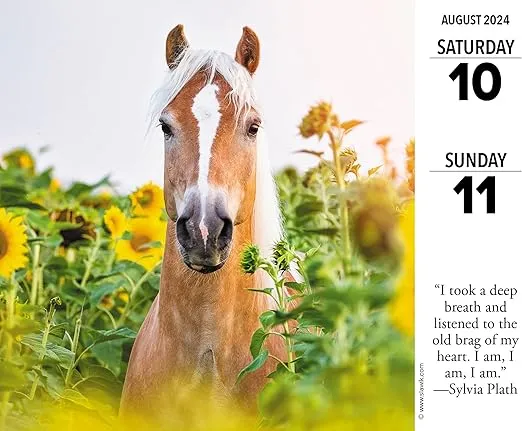 Willow Creek Press What Horses Teach Us Daily 2024 Box/Desk Calendar (5.86" x 4.72")