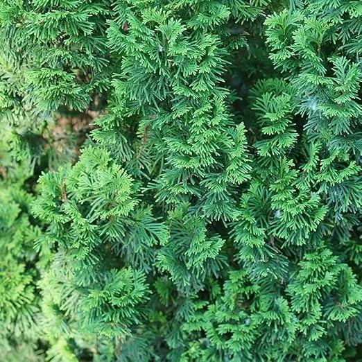 2g Proven Winners Sting Arborvitae Evergreen Shrub