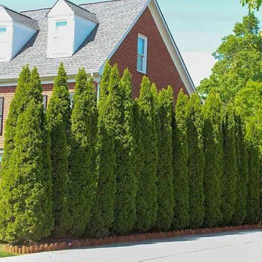 Brighter Blooms - Emerald Green Arborvitae, 2-3 ft. - No Shipping to AZ and OR