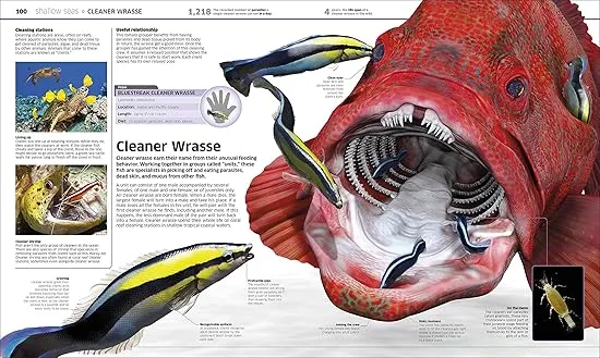 Knowledge Encyclopedia Ocean! (DK Knowledge Encyclopedias)