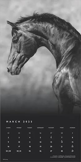 The BrownTrout Portrait Series: The Noble Horse | 2025 12 x 24 Inch Monthly Square Wall Calendar | Pets Equestrian