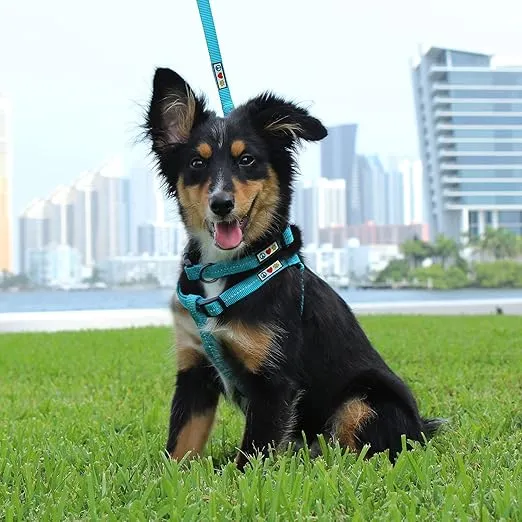 Pawtitas Recycled Dog Harness with Reflective Stitched a Puppy Harness Made from Plastic Bottles Collected from Oceans Extra Small Blue Ocean