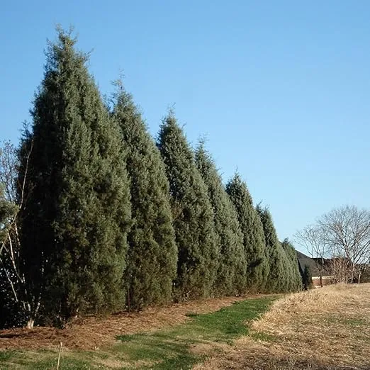 Brighter Blooms - Drought-Tolerant Evergreen Tree, 1-2 ft. - No Shipping to AZ