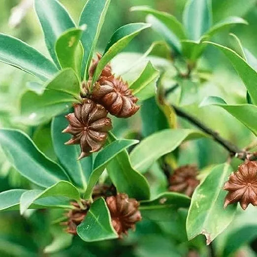 Star Anise Seeds or Star Anise Pods (Anis Estrella) (2 oz, 4 oz, 8 oz, & 1 lb) (2 oz)