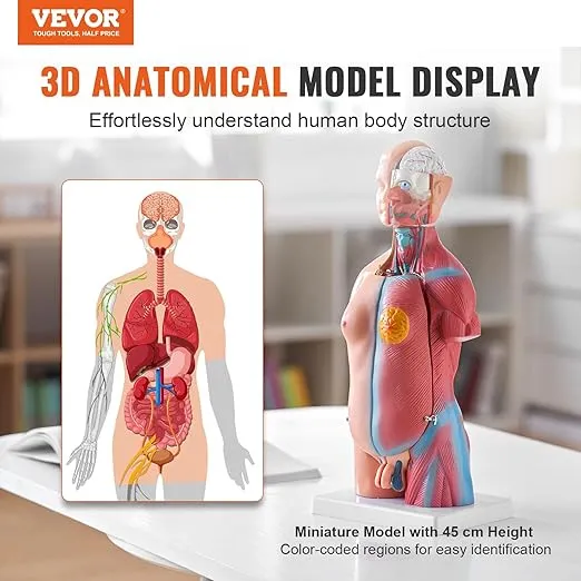VEVOR Human Body Model 23 Parts 17inch Life Size Human Anatomy Model Unisex Human Torso Models Anatomical Skeleton Model Educational Teaching Tool for Medical Students Science Learning