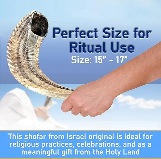 Half-Polished Ram Horn Shofar | Authentic Ram's Horn Shofar | Jewish Blowing Horn | Shofar Horn from Israel Original | Chofar Original Israel | Shofars for Sale | Rams Horn Shofar